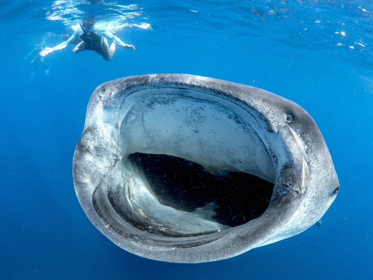 whale-shark-in-mexico.jpg